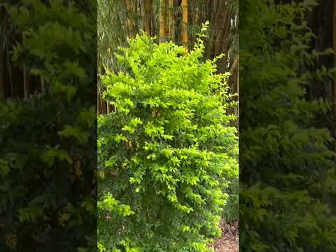 Casa de Retiro, Agudos São Paulo