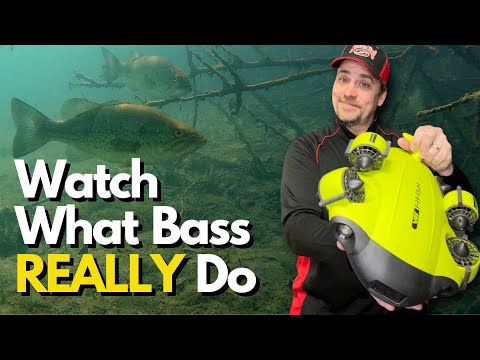 The Truth About Bass Behavior: Underwater Secrets