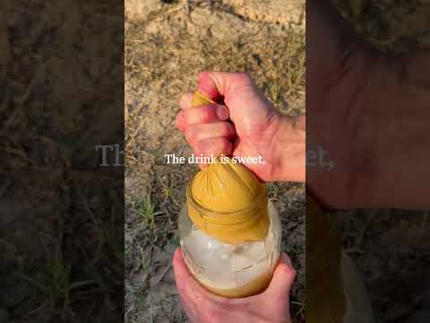 Mesquite pod drink, even easier.