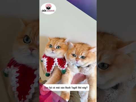 Bạch Tuyết bị phạt vì ham ăn #funny #giaitri #shorts