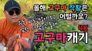 올해 고구마 작황은 어떨까? / 유독 비도 많이 오고 / 엄청 더웠던 올해 / 고구마 캐기 고고고!!