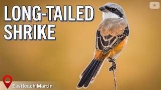 Download lagu BURUNG EKOR PANJANG | LANIUS SCHACH | EASTLEACH MARTIN, INGGRIS | ALAM | SATWA LIAR | BURUNG mp3 Download lagu BURUNG EKOR PANJANG | LANIUS SCHACH | EASTLEACH MARTIN, INGGRIS | ALAM | SATWA LIAR | BURUNG mp3