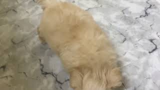 ハーフ犬の動画01