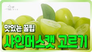 포도왕이 알려주는 맛있는 샤인머스캣 고르는 노하우!!ㅣ당도 높은 샤인머스캣 ㅣ 샤인머스캣 고르기