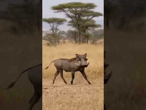 Leopardo y Dos Jabalí #animals #animales #safari