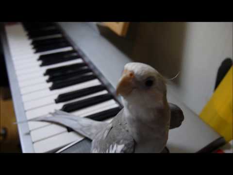 Cockatiel Singing Totoro. Incredible.