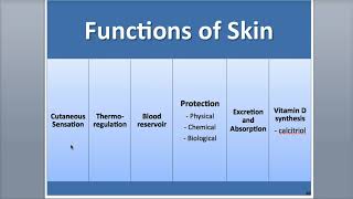 5-4 Functions of the Skin