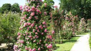 Secret Garden - Always There