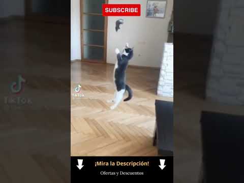 ▶ Gato Saltando Alto Fail 😺 Gatos Graciosos #Shorts