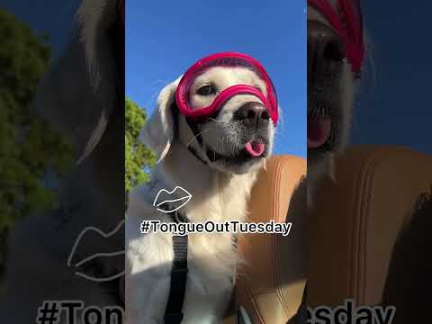 My Dog and her Daily Hashtags!