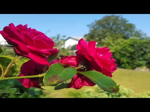 Makku Naasunnguit - Karl Kreutzmann