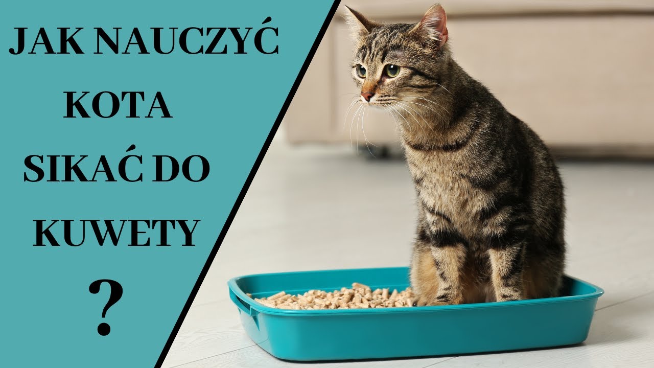 Jak nauczyć kota sikać do kuwety ❓Jak dobrać kuwetę dla kota ❓Gdzie postawić kuwetę dla kota❓