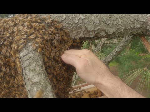 Giant swarm catch!! The Queen is playing games with me...