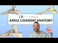 Anatomy of Ankle Ligaments | Expert Physio Review