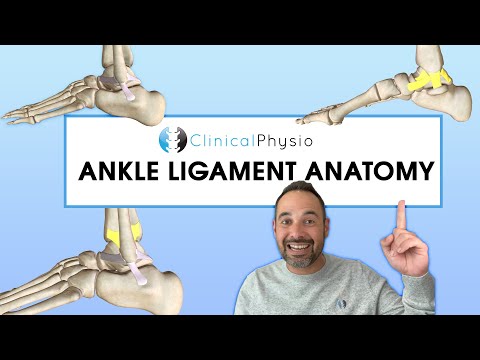 Anatomy of Ankle Ligaments | Expert Physio Review