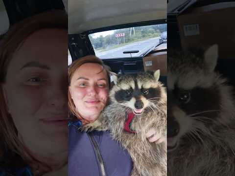 Пеликаны ржут