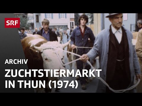 Breeding bull market in Thun (1974) | Agriculture in Switzerland | SRF Archive