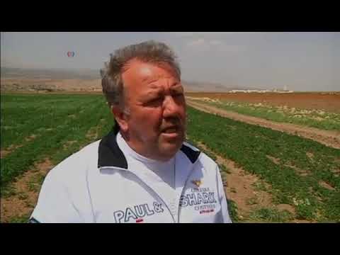 Syrian War Aids Lucrative Cannabis Farming In Lebanon