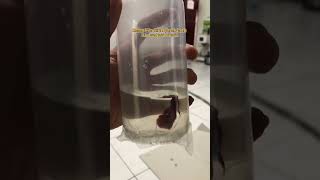 Download lagu Tips Cara Packing Ikan Cupang Untuk Pengiriman Jarak Jauh !! mp3