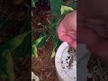 My Angry Pixie At It Again Fyp Frog Pixiefrog