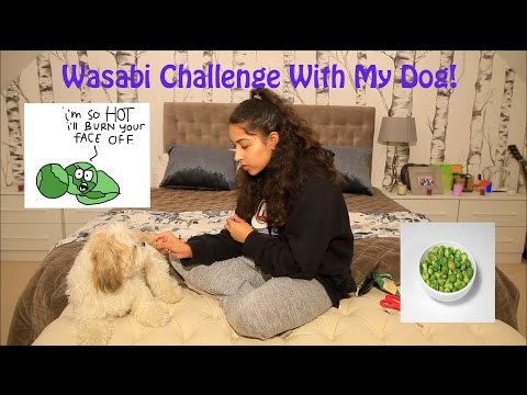 Wasabi Challenge With My Dog!