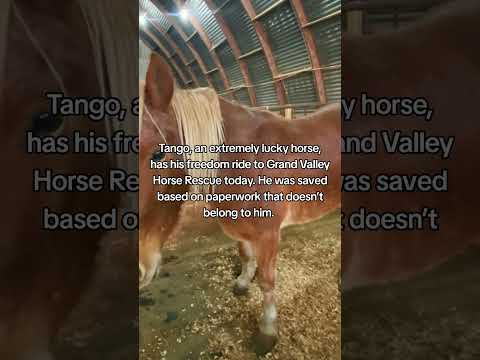 Tango is traveling across the State of Colorado to GVHR today! Please sponsor Tango at gvhr.org