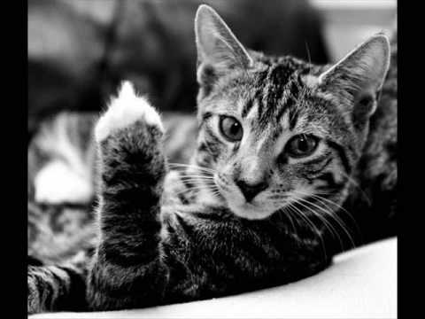 Orgi- Das Regt Mich Auf