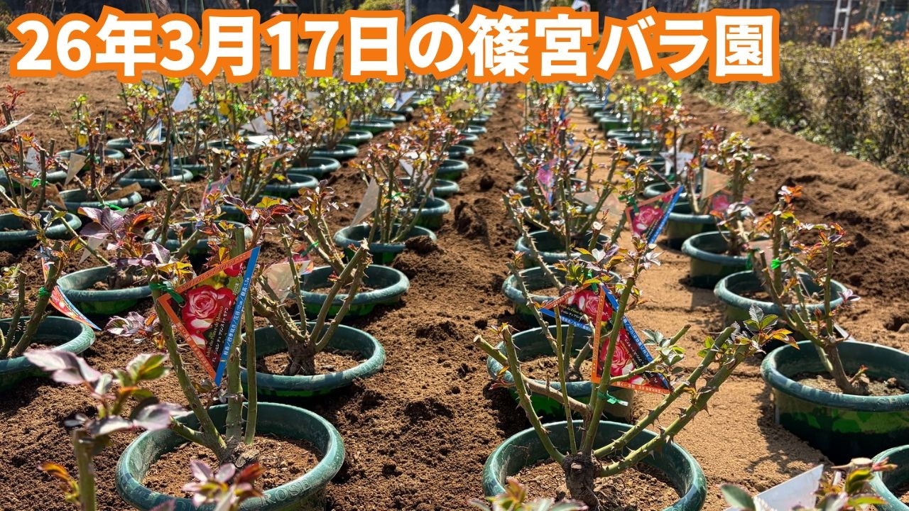 2026年3月17日の園内の様子 大苗、新苗、地植え