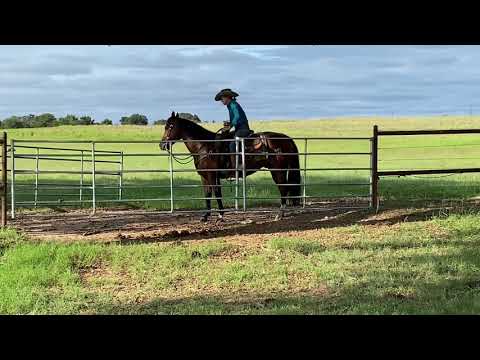 10yr old bridle horse for sale!