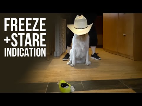 Training a Freeze and Stare Indication for Scent Detection | Hunter's Heart Scent Detection Training