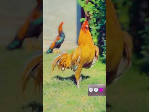 Mashallah golden aseel murga💀💀😈😈🫥🫥