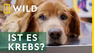Keine guten Nachrichten | Heartland Docs: Die Tierarzt-Familie