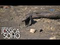 Kapuso Mo Jessica Soho Tatlong Sawa Nasunog Sa Palengke Sa Bohol