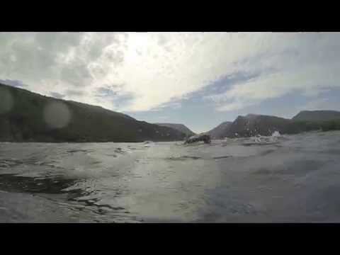 The Big Brutal Swim 2015