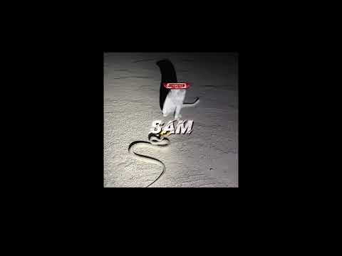 #nivetadhingramusic #cat | @SAM_EDITS_76