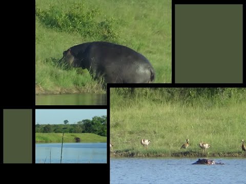 Kruger National Park 29 January 2026 Videos - Hippo