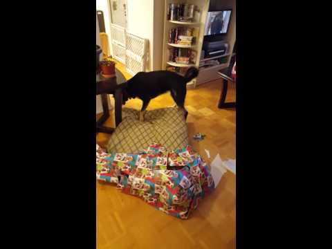 Jessie and the Christmas gift.