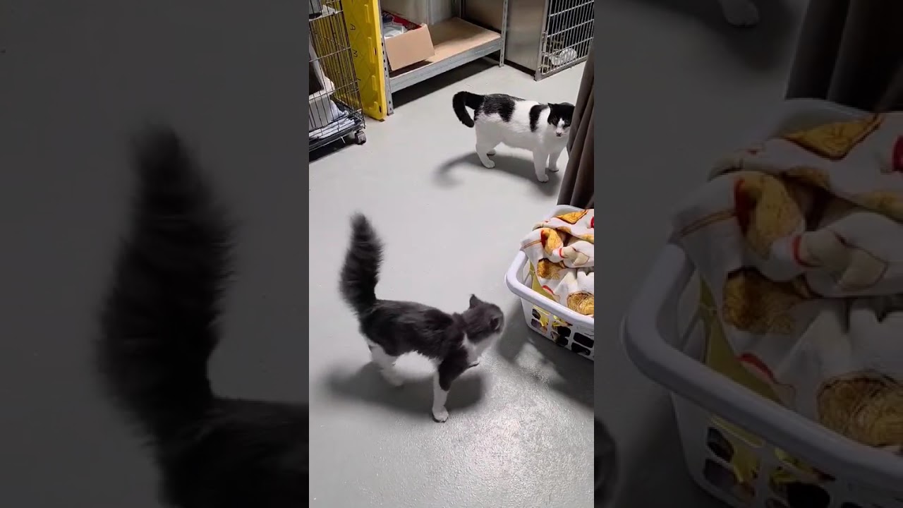 Bartholomew & Checkers (Bonded Pair), a Adoptable Domestic Short Hair in Detroit Lakes, MN video 4/4