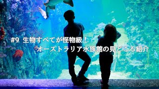 【観光】海外の生き物は危険?ケアンズで有名な水族館へ行ってみた【オーストラリアワーホリVlog】