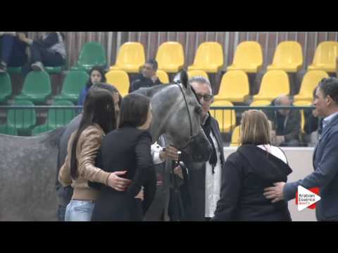 1ST-N.63 SUNDOWN KA - Milan 2016 - Colts Championship (Class 18)