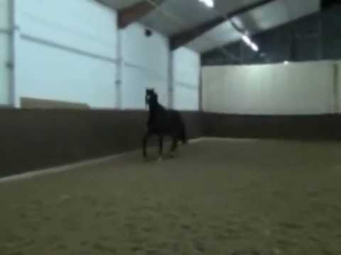 3j. von Sir Donnerhall x Roadster