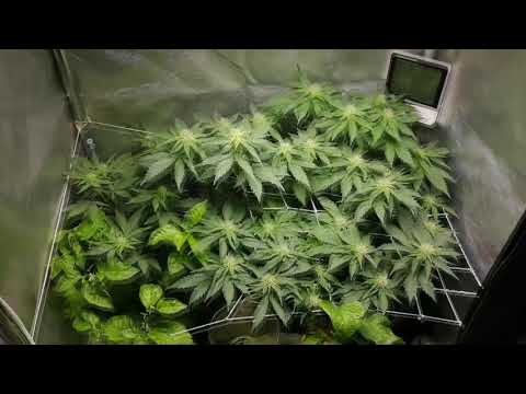 Carolina Reaper & Easy Sativa 25 day flo