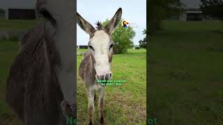 Meet The Rescued Animals Who Make This 1,400-Acre Sanctuary So Special | The Dodo