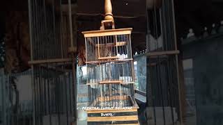 Download lagu prenjak lumut belajar bunyi mp3