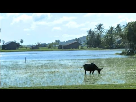Thể hiện bởi Thái Châu (trước 75)