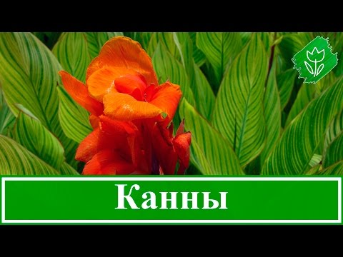 Посадка канны и уход за ней, как хранить канны зимой, канна домашняя и садовая