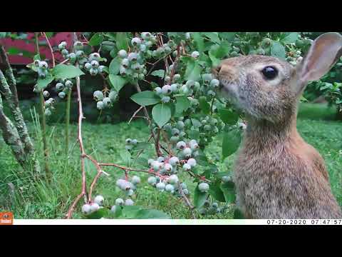 Wildlife Eating Blueberries
