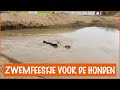 Paddock paradijs vol met honden ? | DierenpraatTV