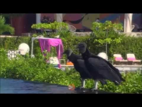 Dybvaaaaad2 Steven er bange for Mokai fuglen