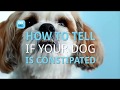 Constipation In Dogs